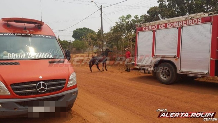 RESGATE: Bombeiros salvam cavalo que agonizava dentro de fossa