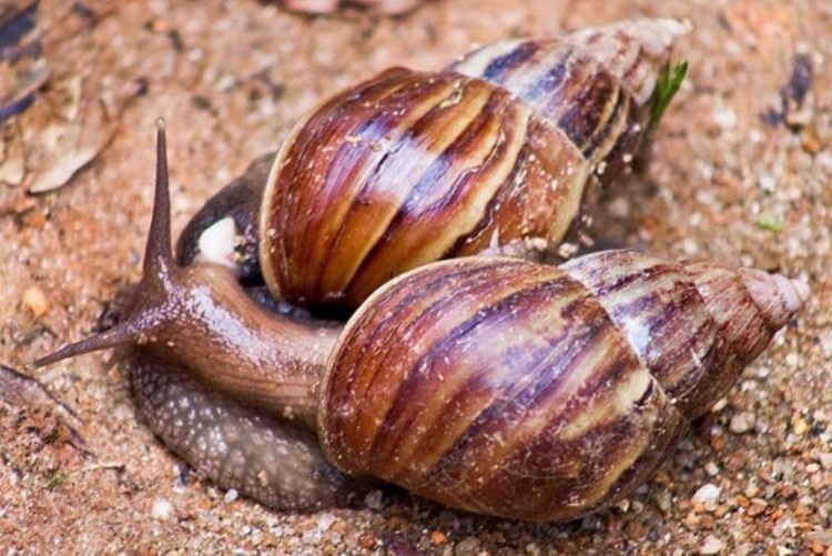 CARAMUJO AFRICANO: Ações de combate à proliferação são instauradas em Vilhena e Chupinguaia