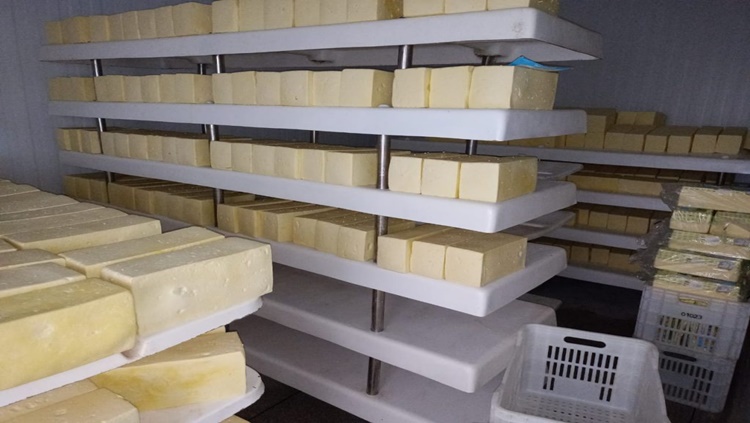 INDÚSTRIA DE QUEIJO: Idaron combate fraude e apreende quase cinco toneladas do produto