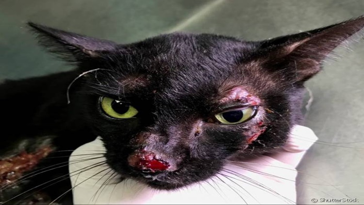 CRUELDADE: Polícia Militar prende casal acusado de espancar gatos até a morte