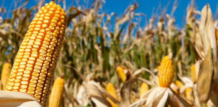 LEVANTAMENTO: Preço do milho encerra a semana subindo no mercado brasileiro