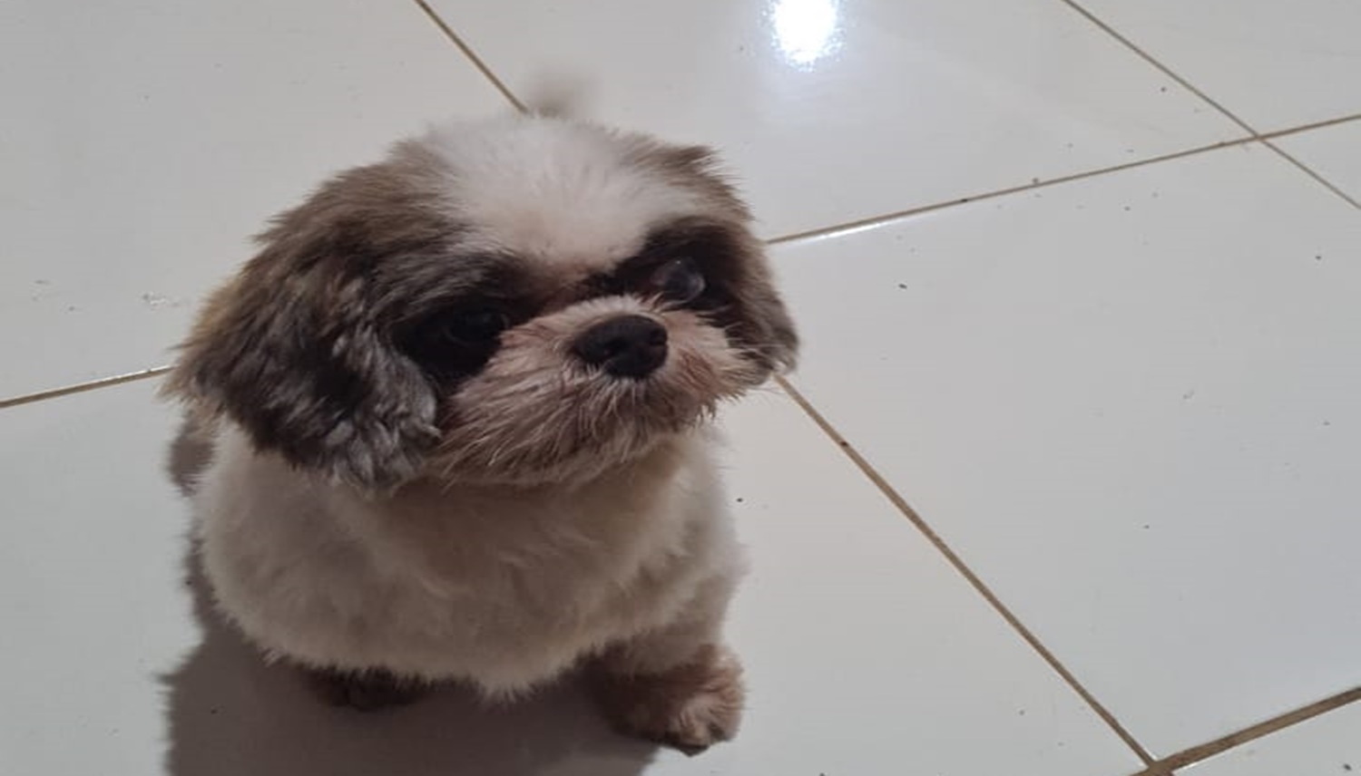 ALEMÃO: Cachorro está desaparecido e dona pede ajuda para encontrá-lo