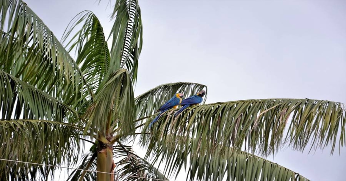 JUNTINHOS: Casal de araras é flagrado trocando carícias e chama atenção dos moradores