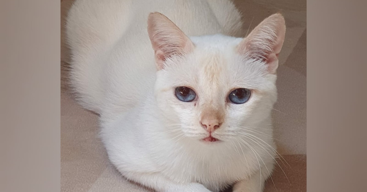 RECOMPENSA: Mulher oferece R$ 1 mil para quem encontrar gatinha desaparecida