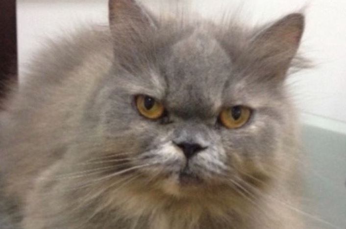 DESAPARECIDA: Dono paga recompensa de R$ 500 para quem encontrar gatinha