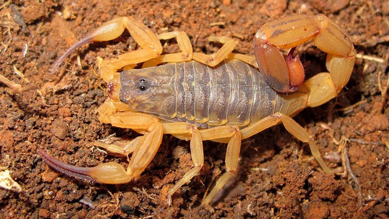 CUIDADOS: Período chuvoso aumenta a presença de animais peçonhentos
