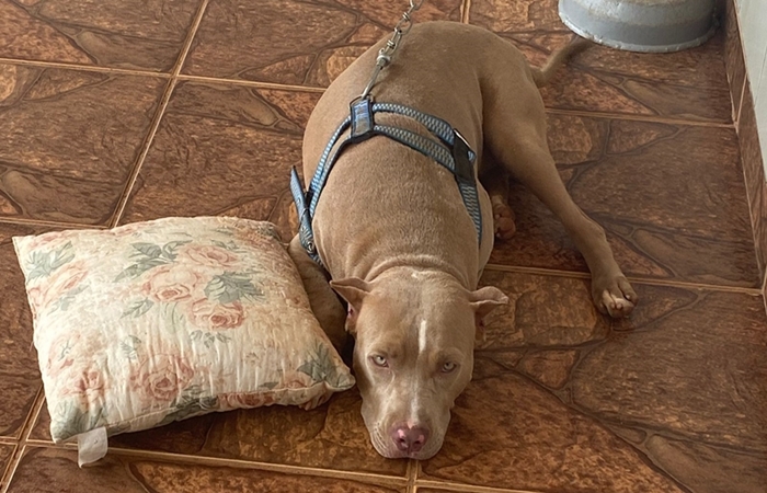 NA CAPITAL: Homem oferece R$ 500 para quem encontrar cachorro desaparecido