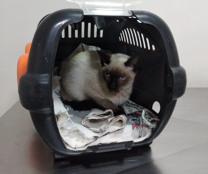 URGÊNCIA: Gatinha tem mandíbula quebrada e necessita de doações 