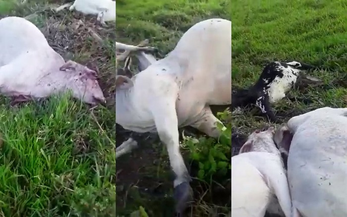 PREJUÍZO: Tempestade com raio mata nove cabeças de gado em propriedade rural