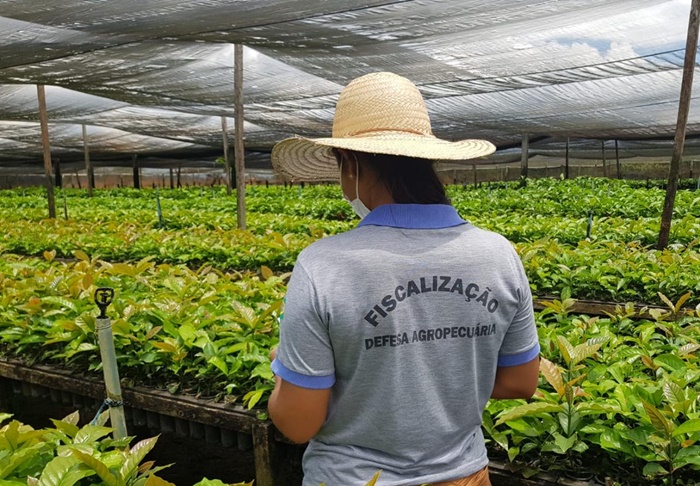 CAFEICULTURA: Rondônia produz mais de 14 milhões de mudas certificadas 
