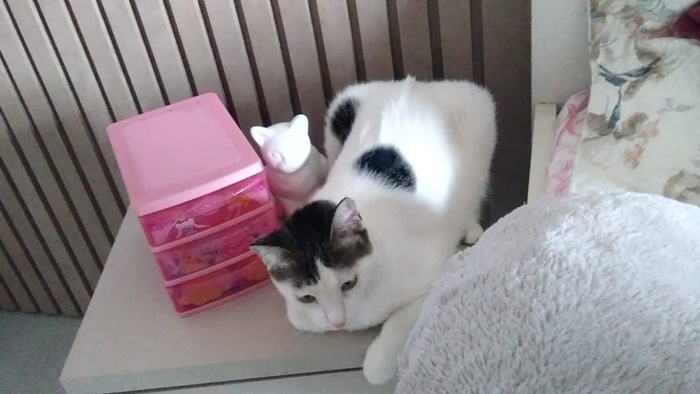 RECOMPENSA: Mulher oferece R$ 250 para quem encontrar gatinha