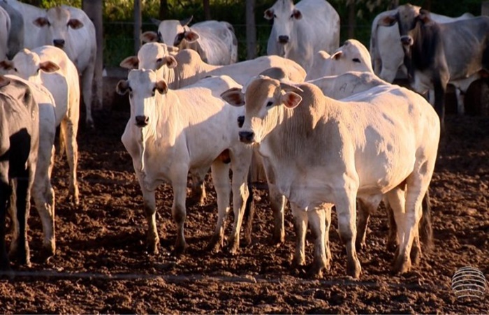 DEFESA ANIMAL: Idaron lança calendário oficial de declaração de rebanhos