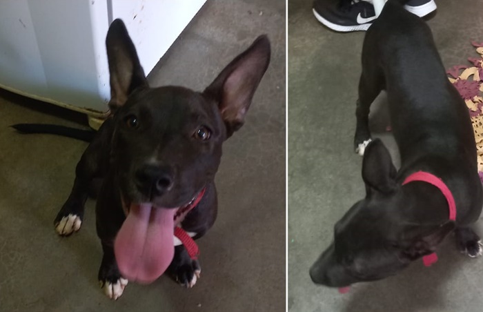 PROCURA-SE: Família pede ajuda para encontrar cachorra desaparecida na capital