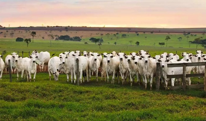 CRISE: Agropecuária de RO está à beira de um colapso econômico e produtores pedem apoio