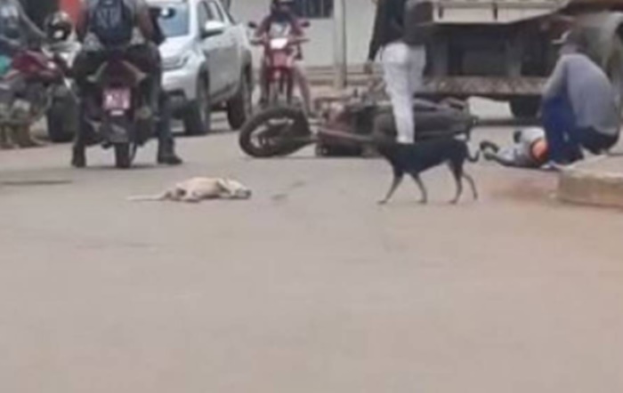 NA RUA: Motociclista fica ferido após atropelar cachorro 