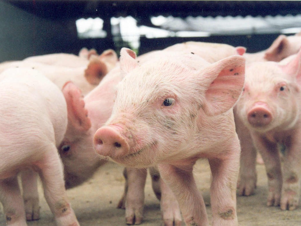 CRIAÇÃO: Sistema Faperon faz encontros regionais sobre ovinocultura e suinocultura