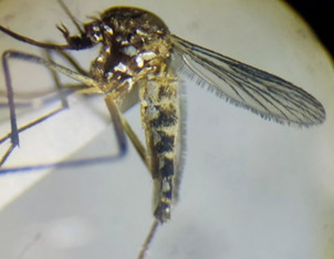 NOVA DENGUE: Variante pálida do Aedes aegypti é registrada na Amazônia