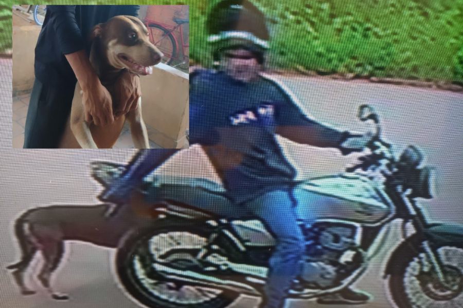 VEJA VÍDEO: Homem é visto passeando pitbull desaparecido e tutora pede ajuda para encontrá-los