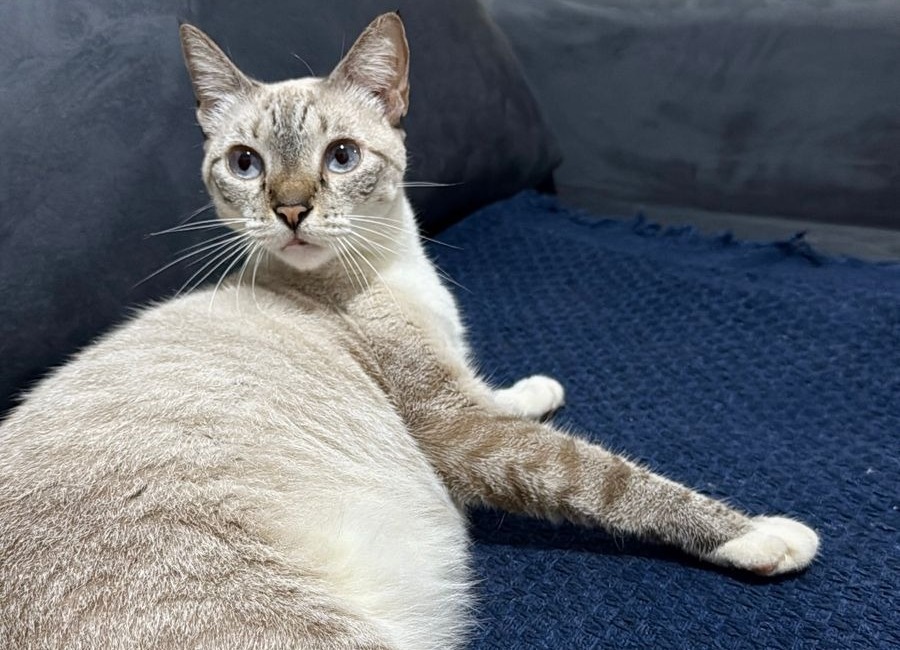 RECOMPENSA DE R$ 1 MIL: Tutora procura por gatinha ‘Mia’ desaparecida no Socialista