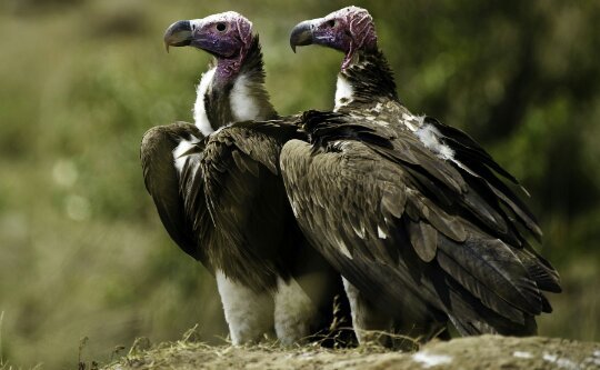 ABUTRES: Uma manobra antidemocrática em curso em Porto Velho