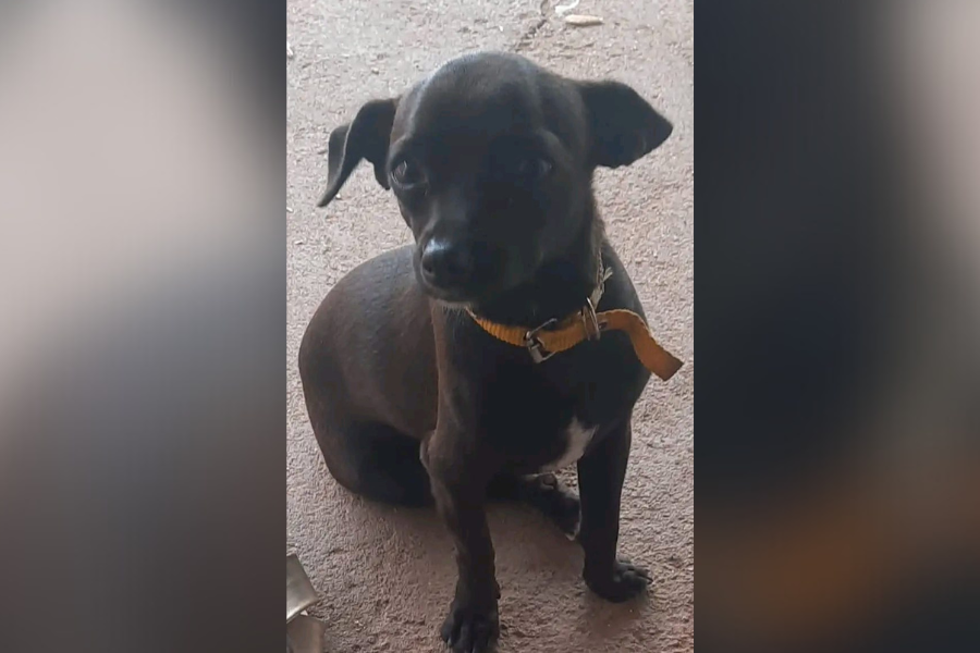 CACHORRO BRUCE: Donos à procura de pet desaparecido no bairro Eletronorte