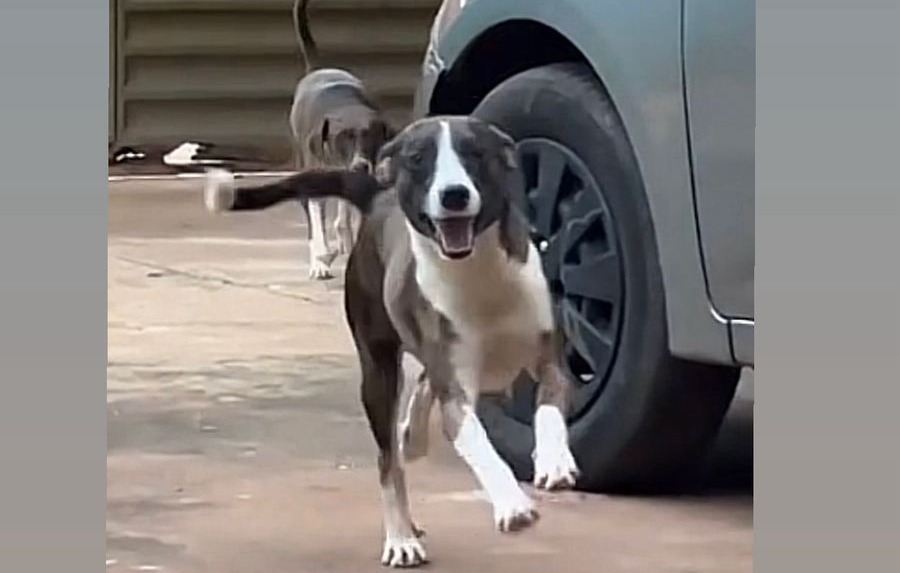 R$ 800 DE RECOMPENSA: Cão ‘Pirulito’ continua desaparecido em Porto Velho