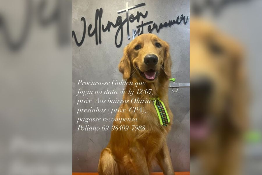 PELUDO PERDIDO: Golden ‘Lucky’ desaparecido na zona Norte da capital