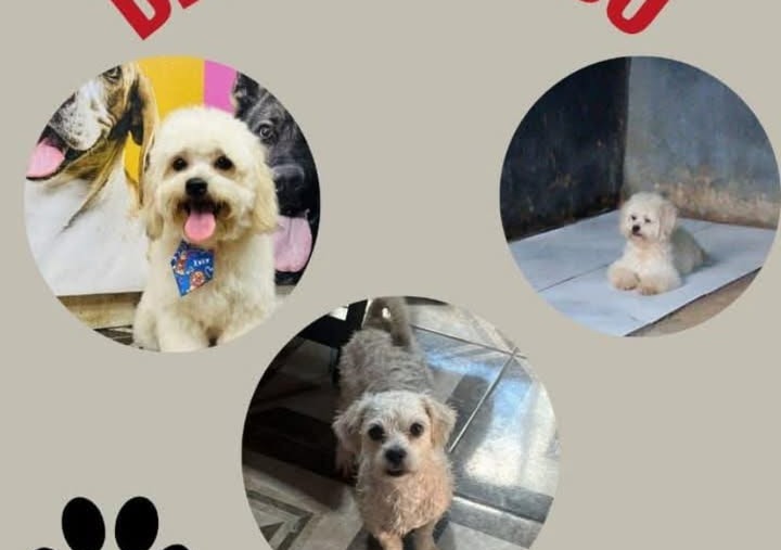 AU-AU: Tutores procuram por ‘Joaquin’ desaparecido no Socialista    