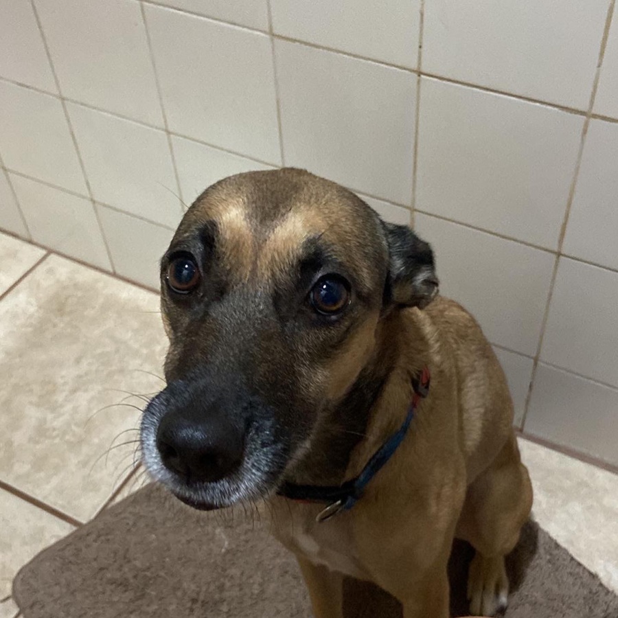 PÓLVORA: Cachorra some no bairro Eletronorte e donos tentam encontrá-la