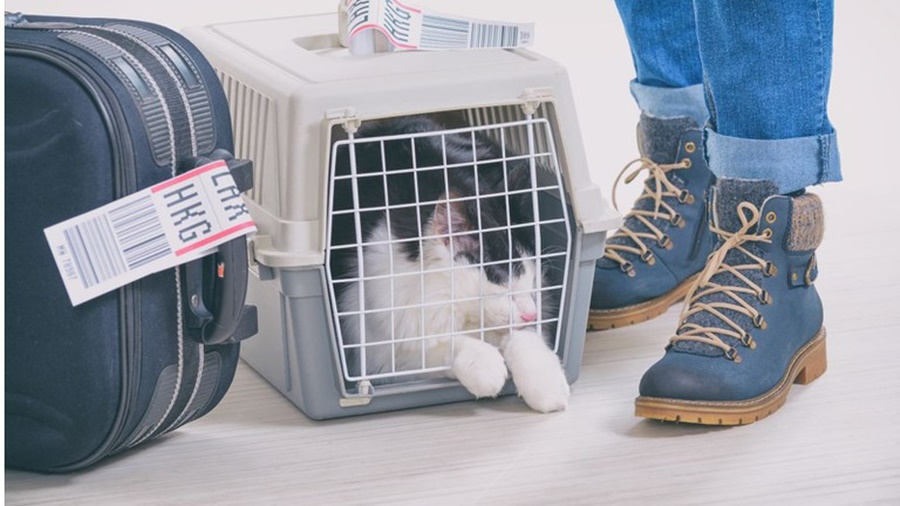 CUIDADOS: Viagens com animais para fora do país exigem documentação