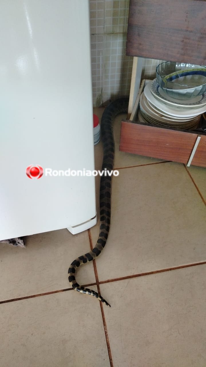 VÍDEO: Cobra é encontrada dentro de residência na zona Leste 