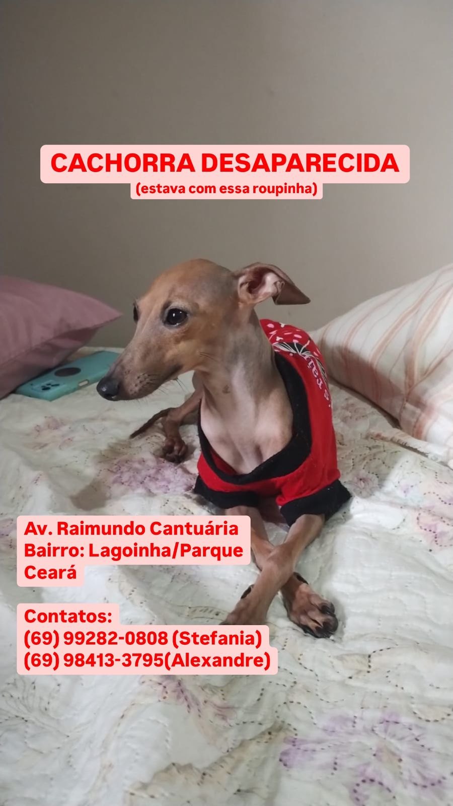 SUMIU: Tutora procura por cachorrinha Tereza desaparecida na zona Leste 