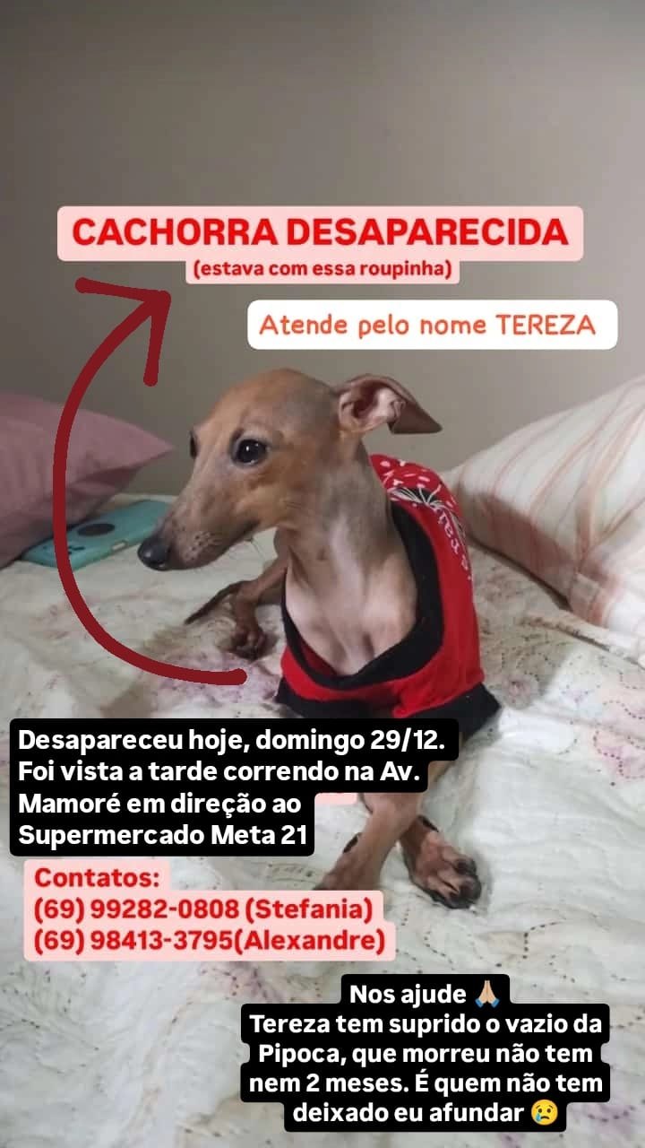 SUMIU: Tutora procura por cachorrinha Tereza desaparecida na zona Leste 
