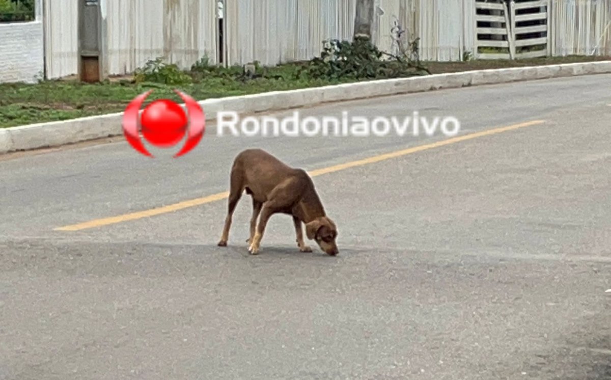 NO TRIÂNGULO: 'Caramelo' entra na frente de moto, derruba mulher e foge após fazer refeição 