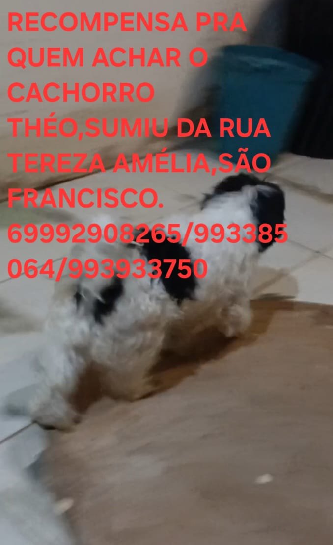 ‘THÉO’: Tutora procura por cachorrinho desaparecido no bairro São Francisco