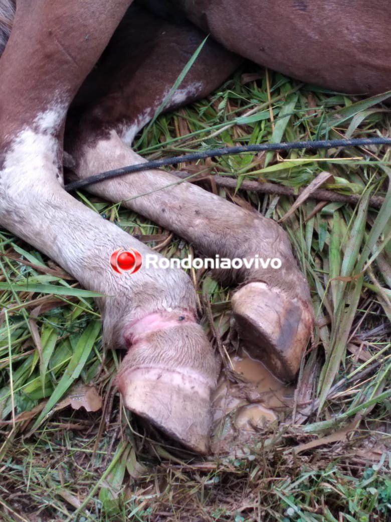 CRUELDADE: Animais doentes são maltratados e população fica indignada com a situação