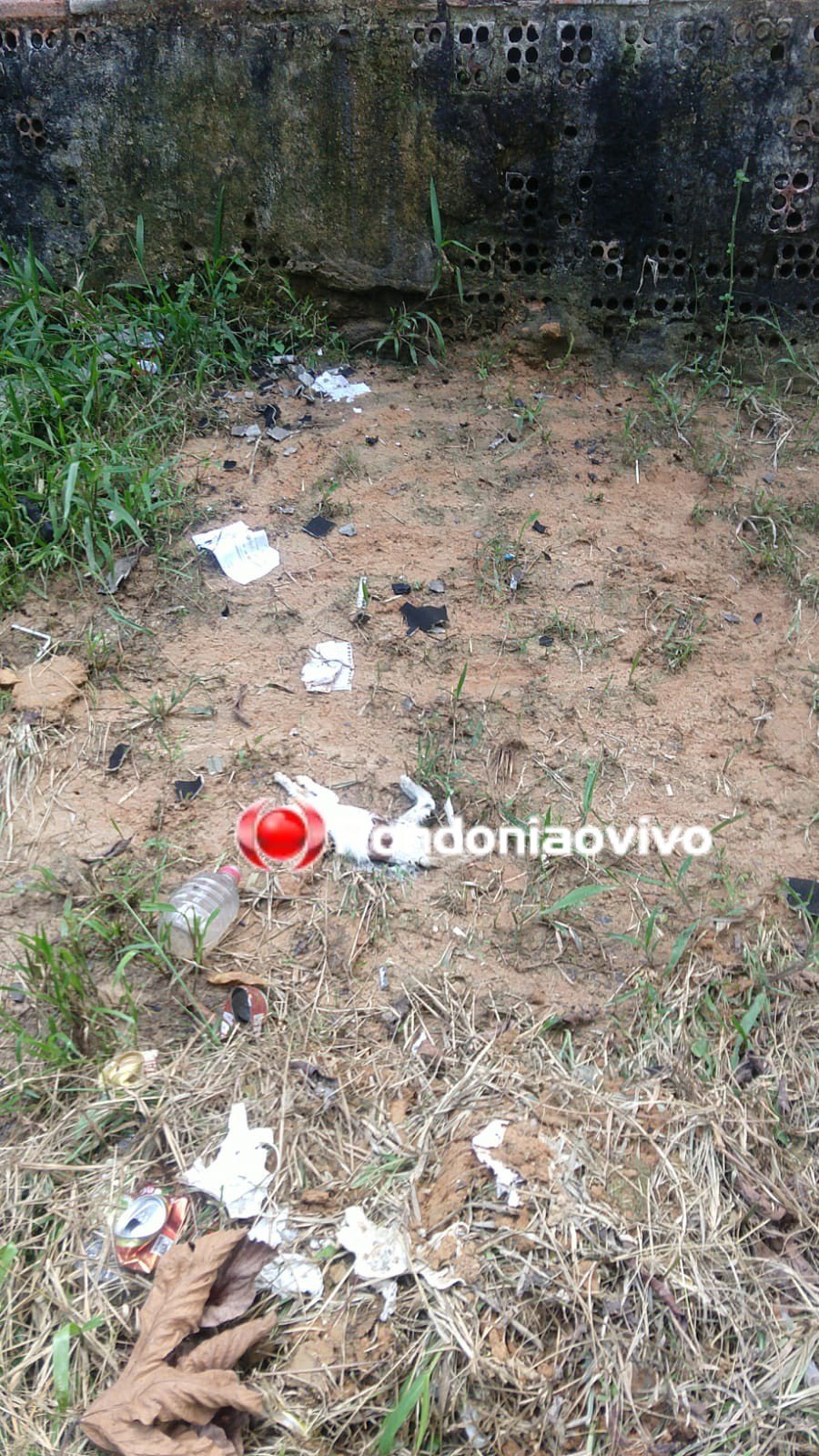 DESCONTROLADO: Homem é preso por torturar mulher, matar gato e colocar fogo em casa