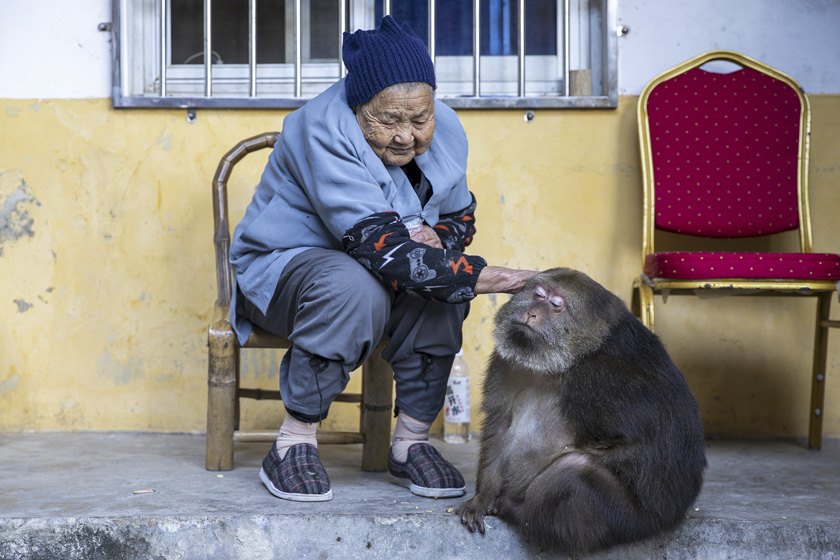 MACACADA: Xing-xing, a macaca influencer