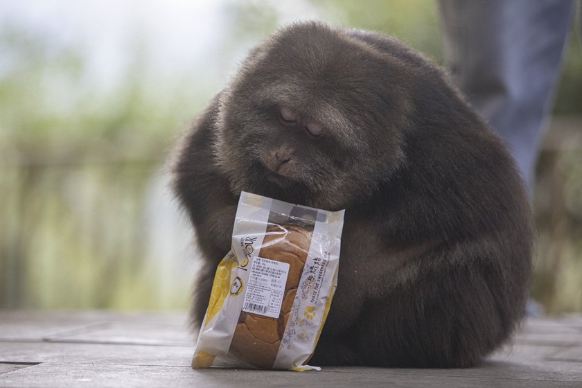MACACADA: Xing-xing, a macaca influencer