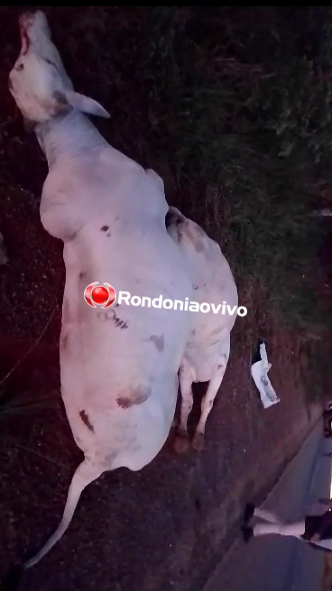 SOLTOS NA RODOVIA: Três pessoas ficam feridas após caminhonete atropelar gados na BR-364