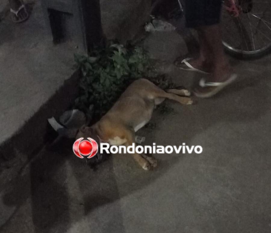 'CÃO CARAMELO': Cachorro morre e motociclista fica ferido após atropelamento 