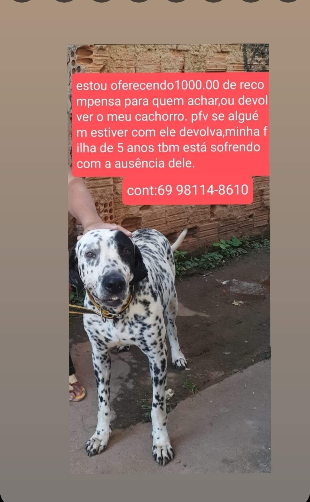 RECOMPENSA: R$ 1 mil para quem encontrar e devolver dálmata Zeus