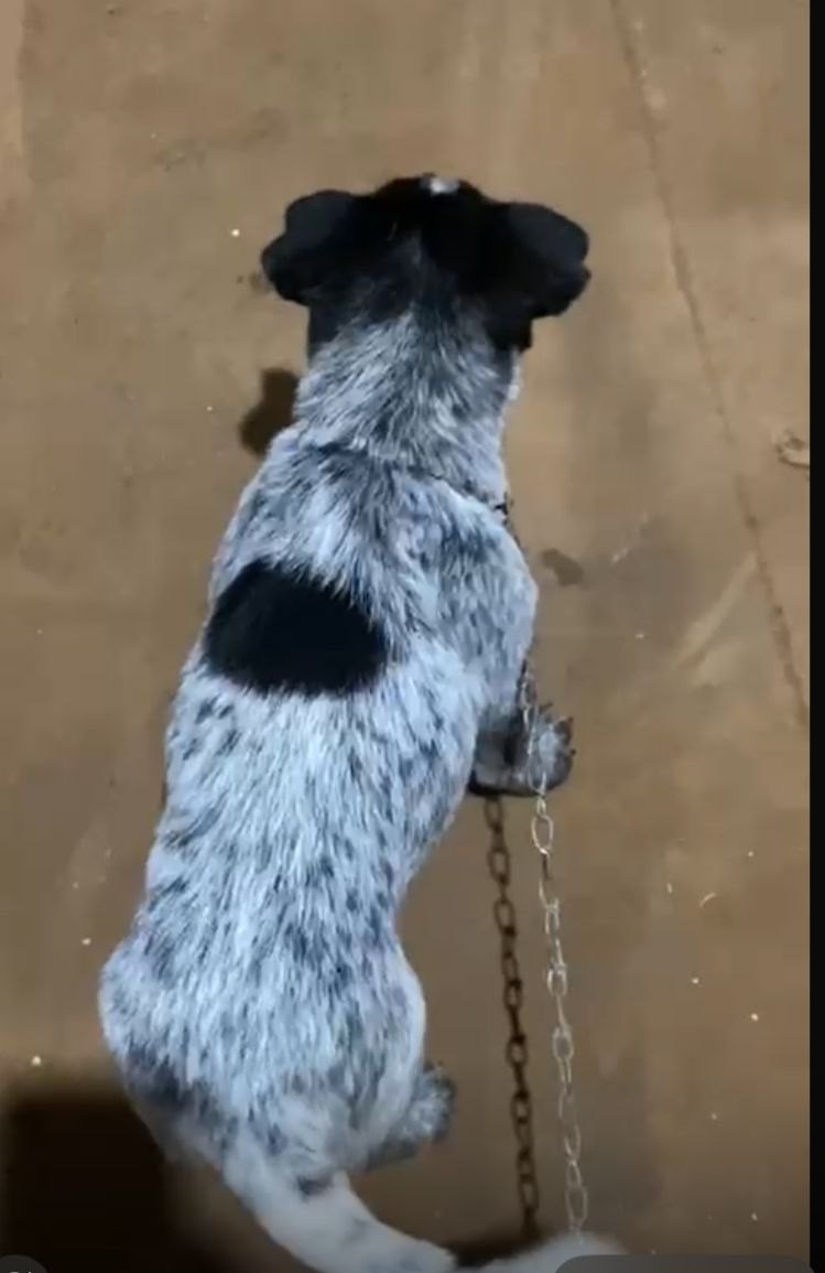 VOCÊ VIU?: Cachorro Pitoco desaparece no bairro Socialista, em PVH