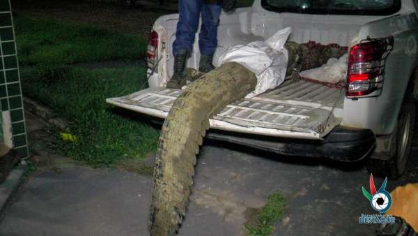 NO AMAZONAS: Corpo de empresário desaparecido é encontrado em barriga de jacaré