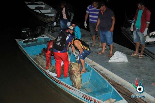 NO AMAZONAS: Corpo de empresário desaparecido é encontrado em barriga de jacaré