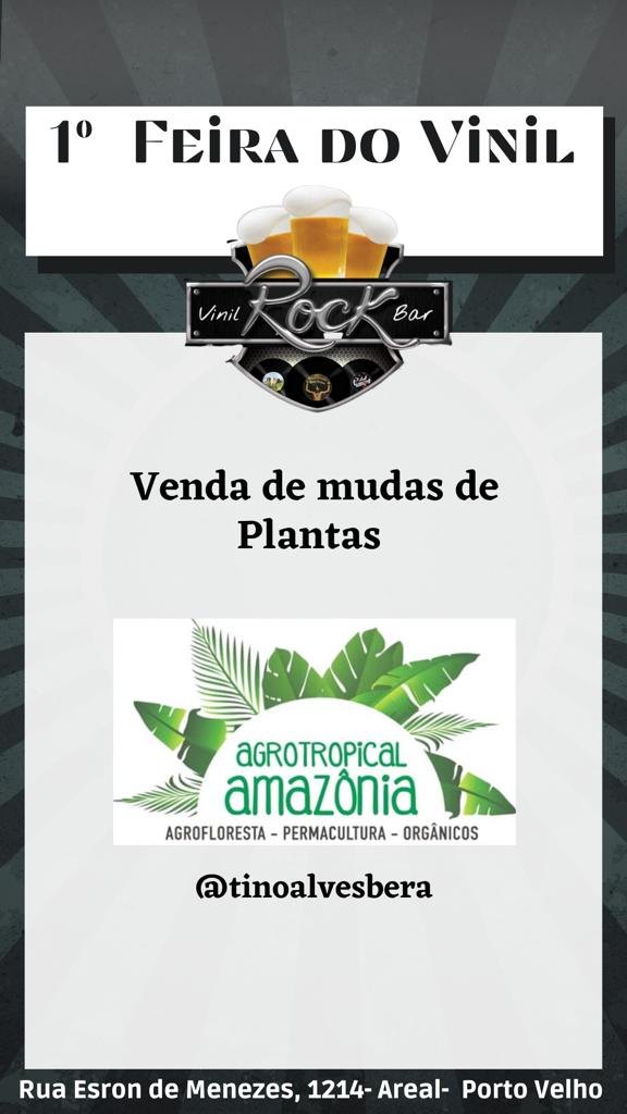 FEIRA DO VINIL: Domingo tem exposição de antiguidades e peças indígenas na capital