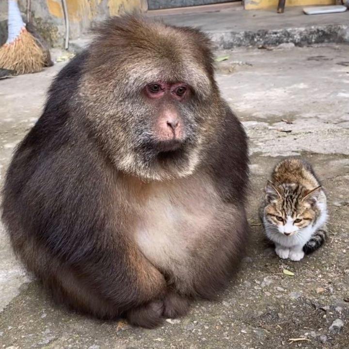 MACACADA: Xing-xing, a macaca influencer