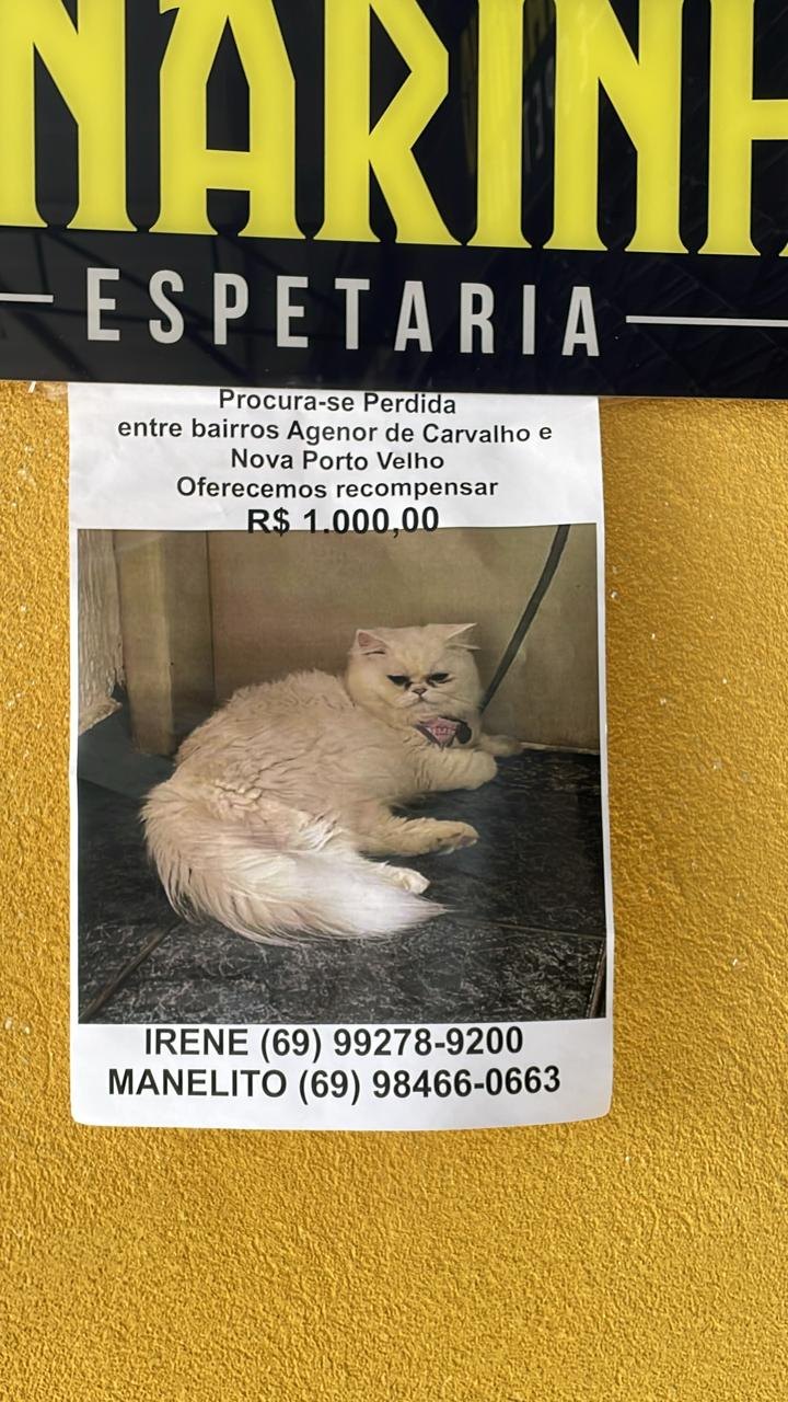 R$ 1 MIL: Recompensa para quem encontrar e devolver gatinha Alaska