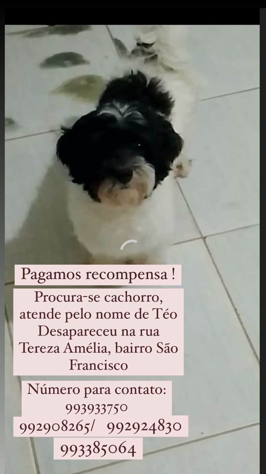 ‘THÉO’: Tutora procura por cachorrinho desaparecido no bairro São Francisco