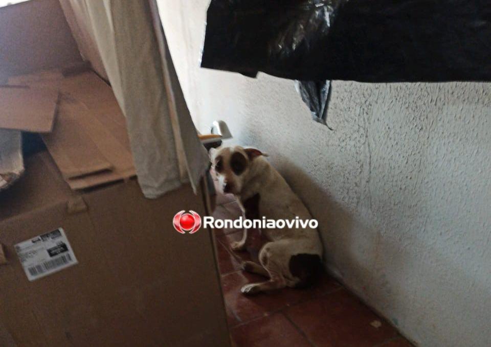 CHOCANTE: Draco prende na capital mãe suspeita de matar e enterrar bebê em Mato Grosso